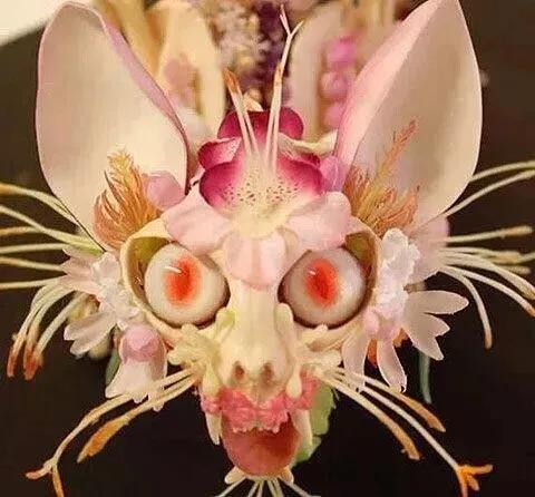 十种有毒的常见花卉植物,这几种带毒的植物家里一定不能养