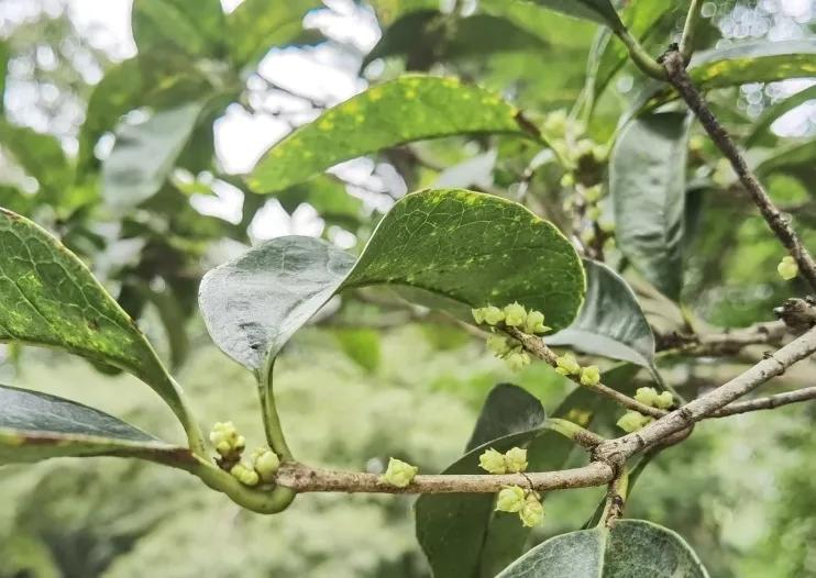 西湖最佳观景地,西湖边的一处幽静之地