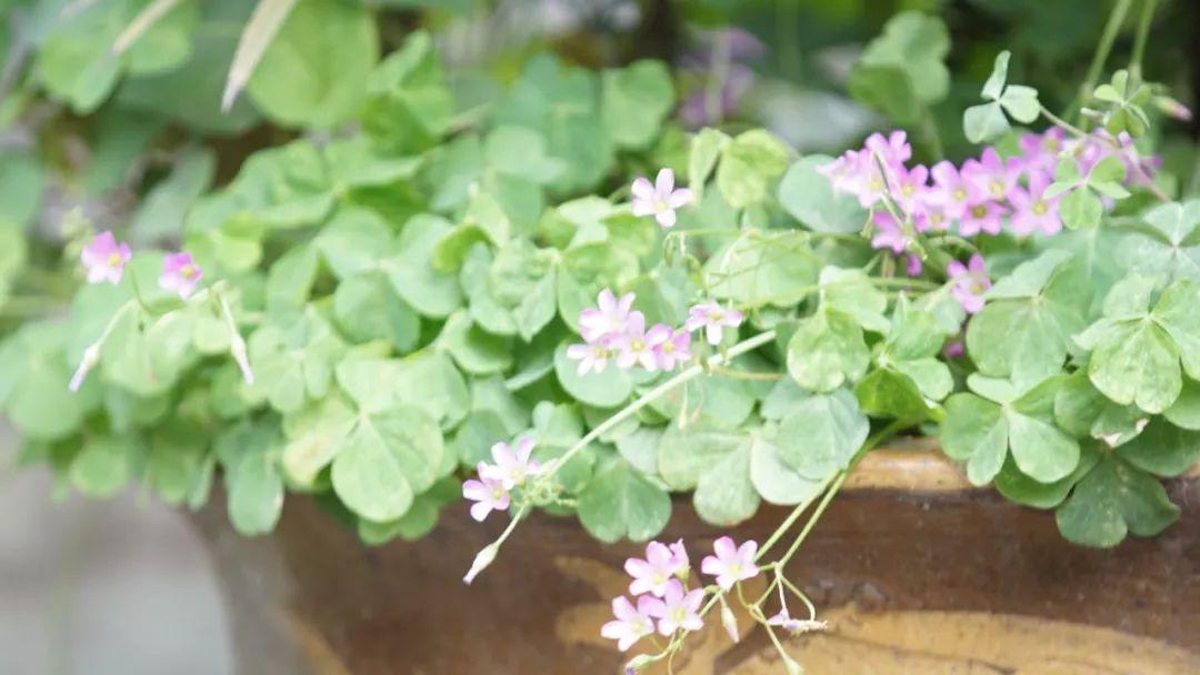 前妻冲动离婚后后悔了胡搅蛮缠,冲动离婚之后后悔了