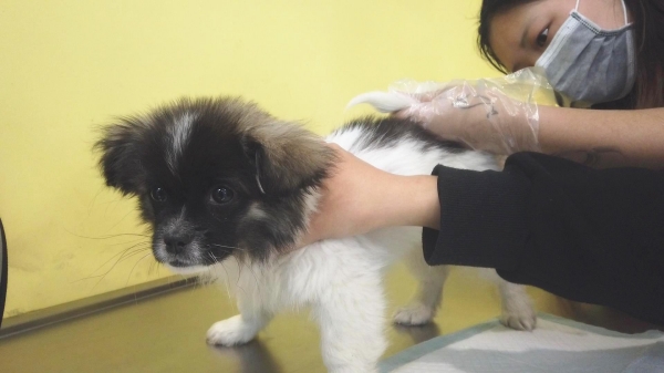 狗狗细小用什么土方法治疗,细小狗狗奄奄一息能救活吗