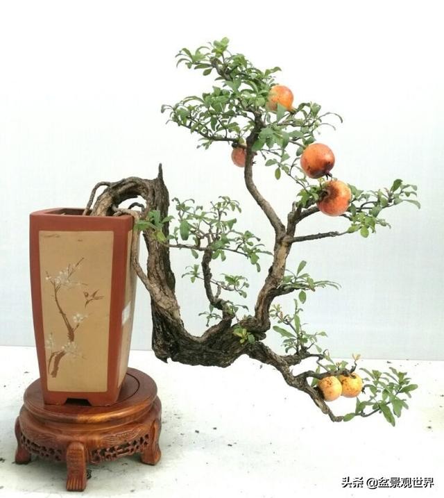 金弹子来芽后怎么管理,金弹子芽接的正确方法