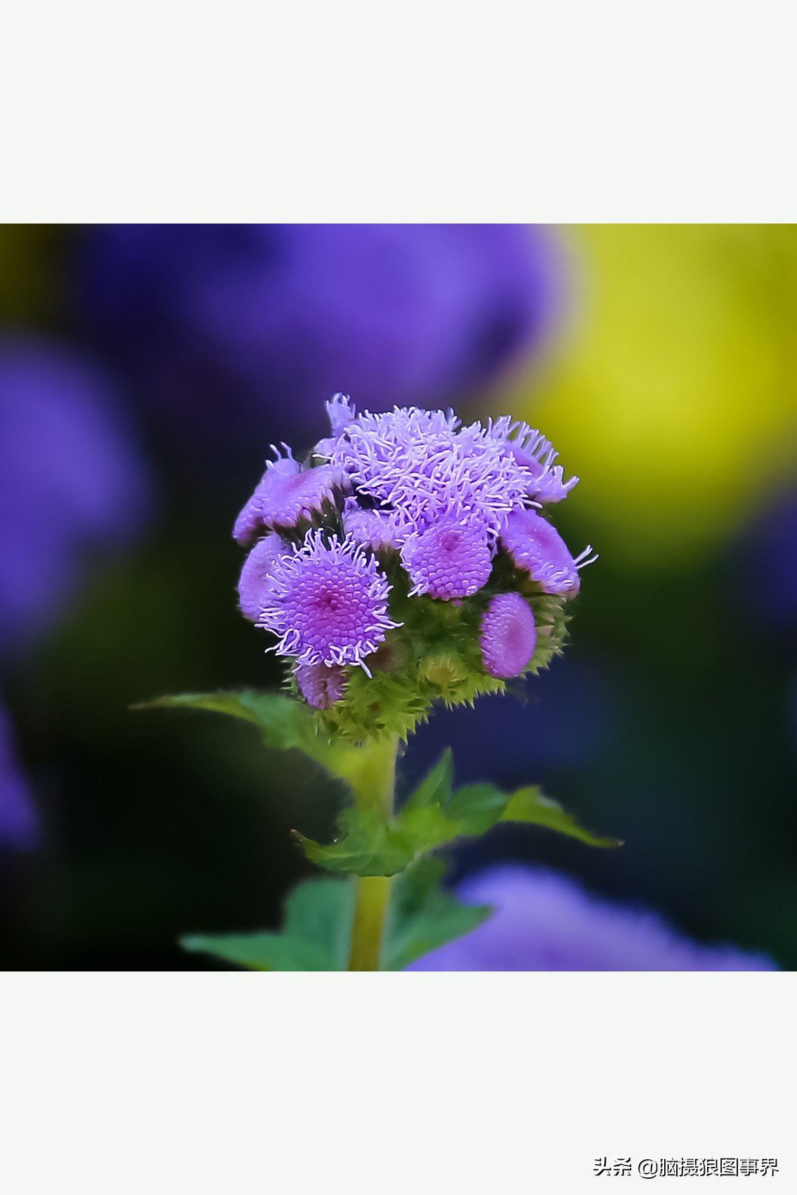佳能24105红圈镜头测评,佳能24105红圈镜头价位