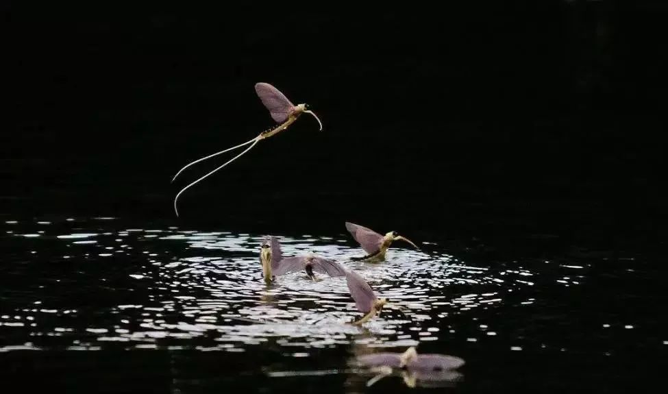 河南邓州出现大量虫是什么虫,专家谈邓州蜉蝣聚集现象