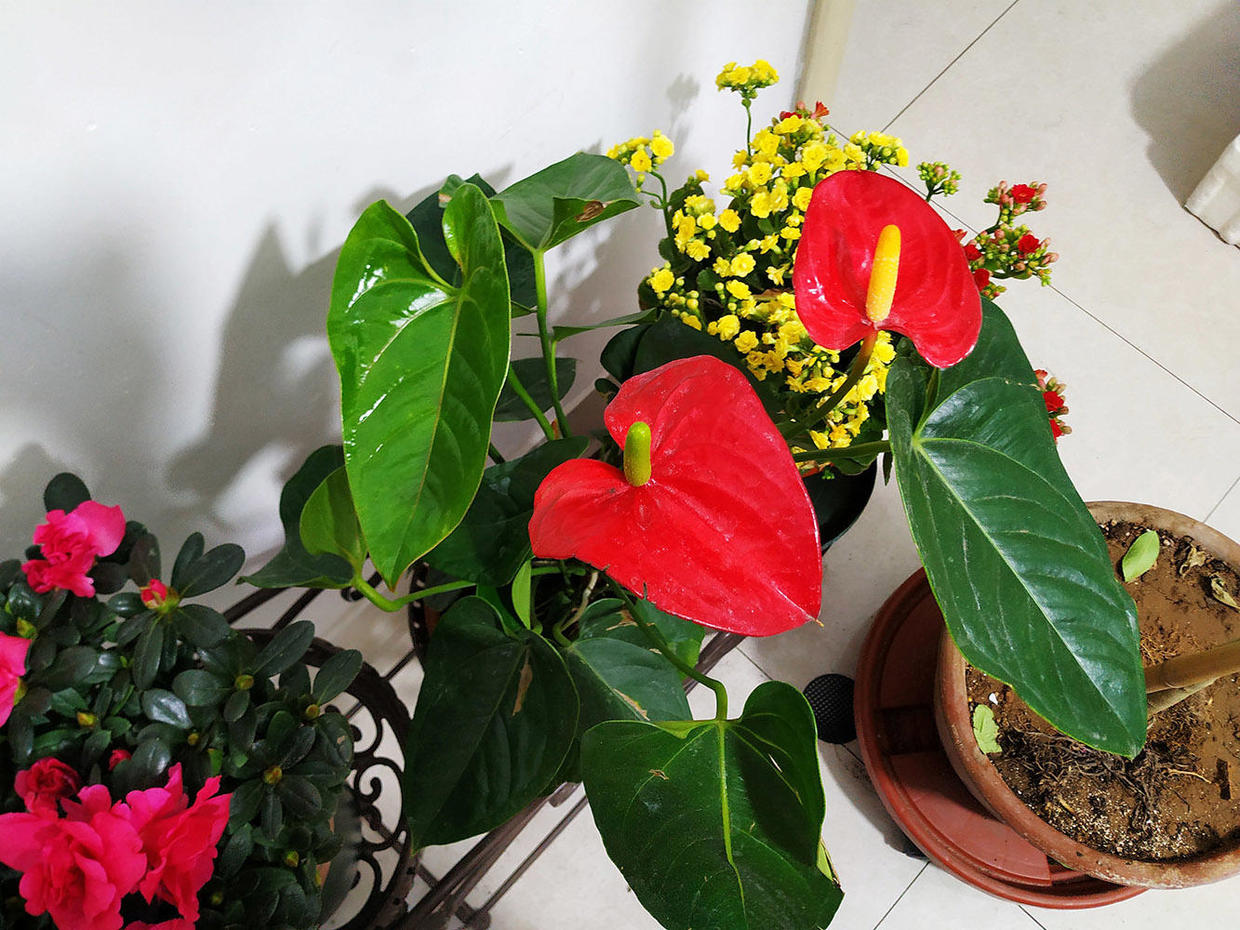 红掌开花寓意,红掌几月开花好