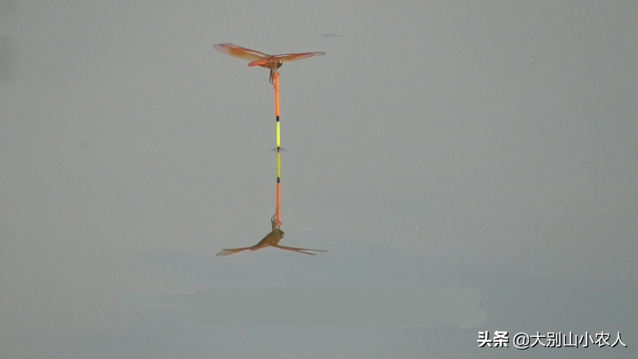 矶竿滑漂钓鲫鱼主线选1.2还是1.5,矶竿滑漂钓法与技巧