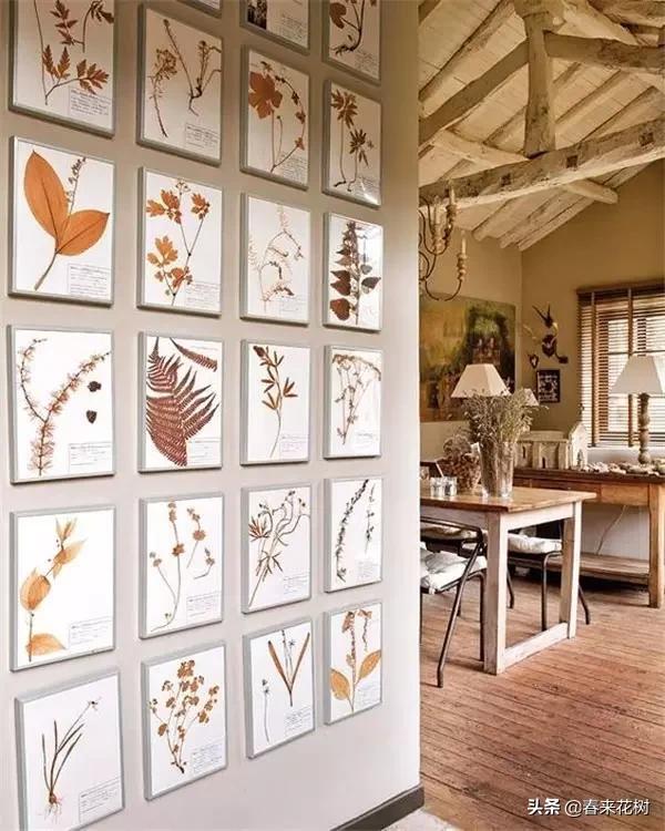 植物标本如何做简单又好看,植物能做什么手工