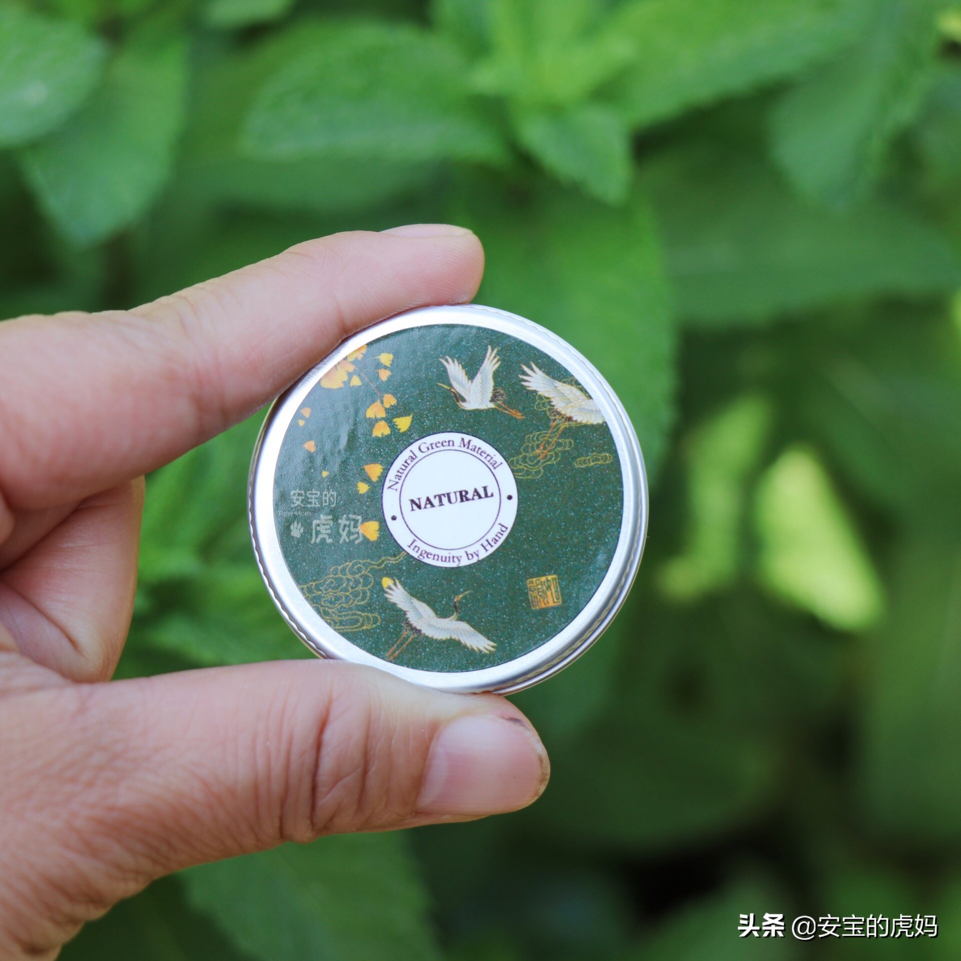 薄荷驱蚊膏如何制作,蚊虫叮咬薄荷膏怎么制作