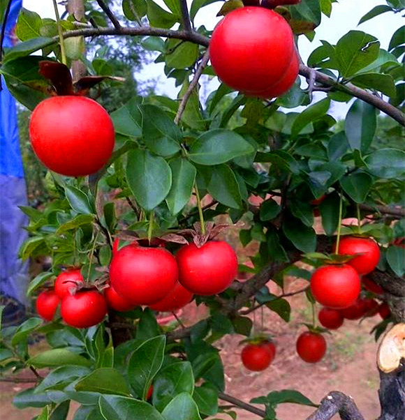 金弹子熟桩带根怎么上盆后掉叶子,金弹子下山桩换盆的正确方法