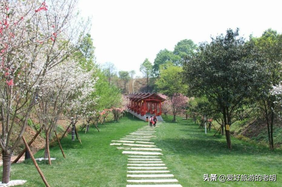 长沙堪比武汉东湖樱花园的地方,1万株樱花,为啥去的人却不多?