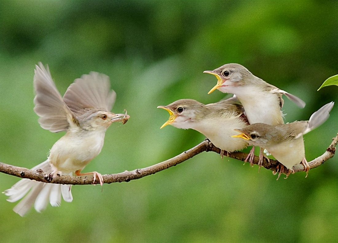 五年级期末写人作文得分技巧,五年级作文写作技巧写人