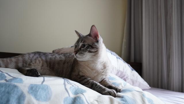 虎斑暹罗的鼻子是什么颜色的,虎斑暹罗猫咪多少斤需要减肥