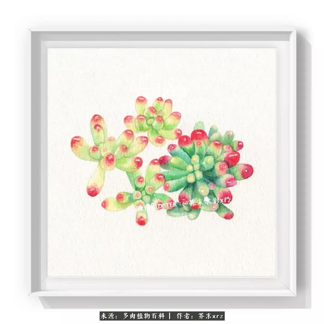 那个爱画多肉的小姑娘带着她的心头肉又来啦!