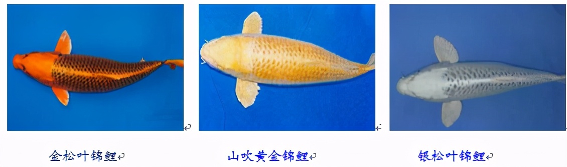 锦鲤鱼趴缸怎么解决,锦鲤鱼鳞溃烂最简单的解决办法