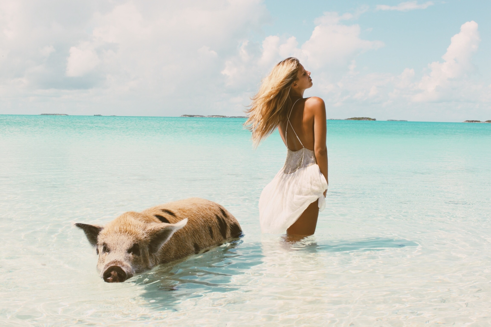 世界上有趣的动物视频,世界上最有趣的海底动物