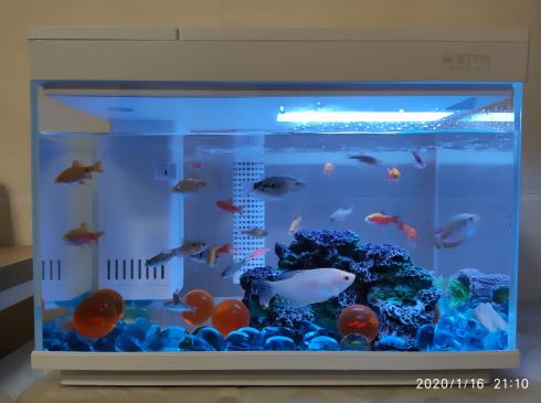 小米鱼缸智能排水,小米自动抽水神器测评