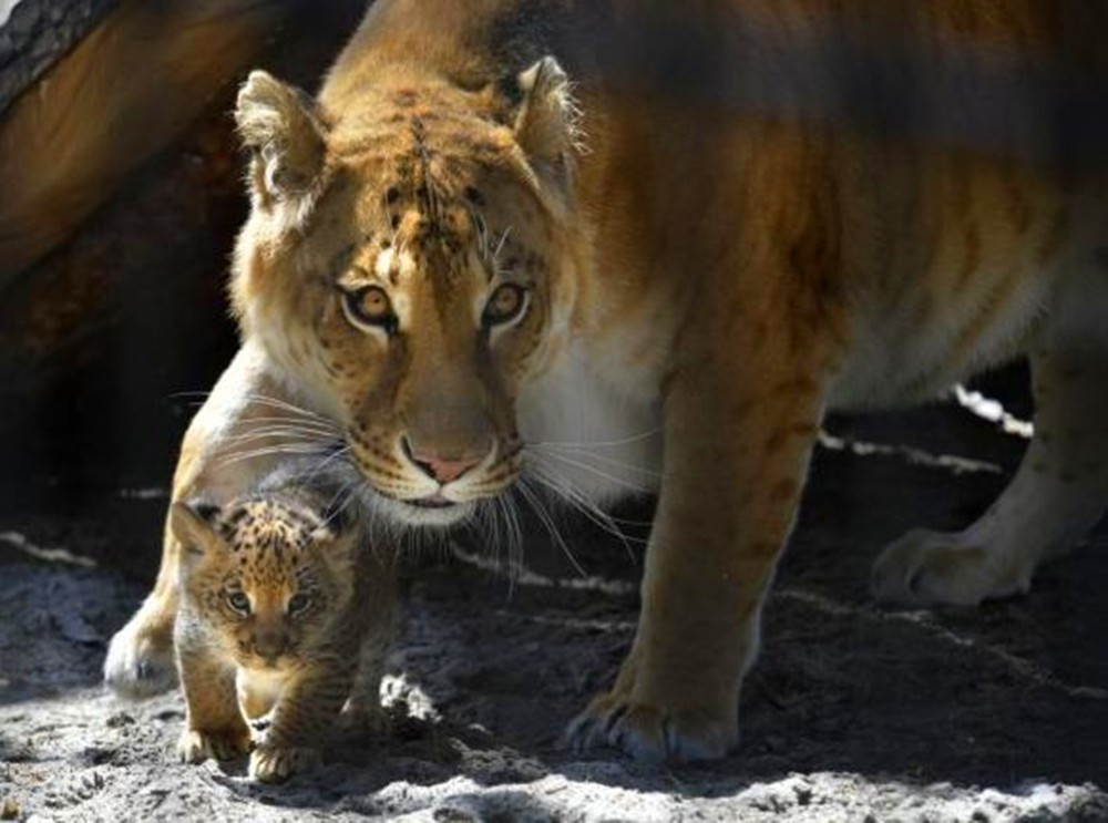 世界上第一只狮虎兽,狮虎兽和虎狮兽为什么体型巨大