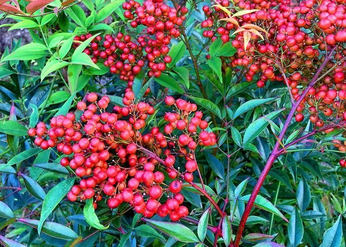 哪些阳台盆栽观花观叶也观果,观果盆栽有哪些品种