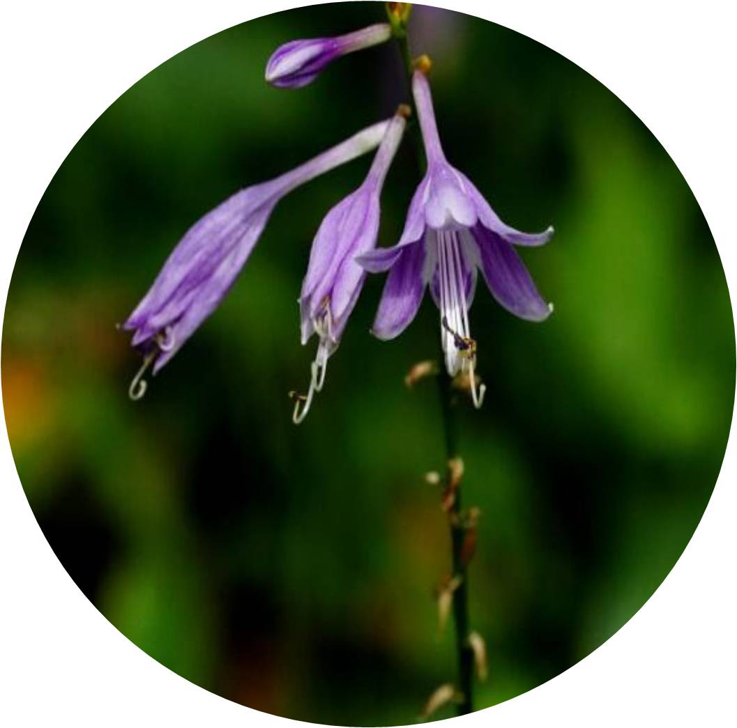 菊竹梅兰图欣赏,花中四君子的兰花图片