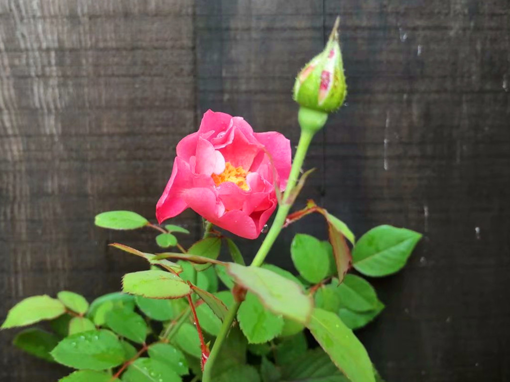 花卉黄叶病的治疗方法,花草有黄叶斑点问题