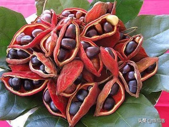 苹婆果广西叫法,假苹婆果实有毒吗