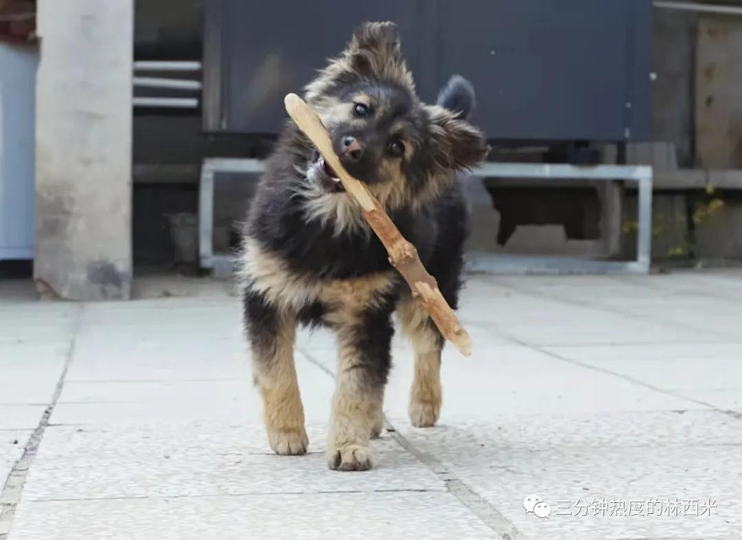 纯白德牧收养视频,领养德牧小奶狗合集