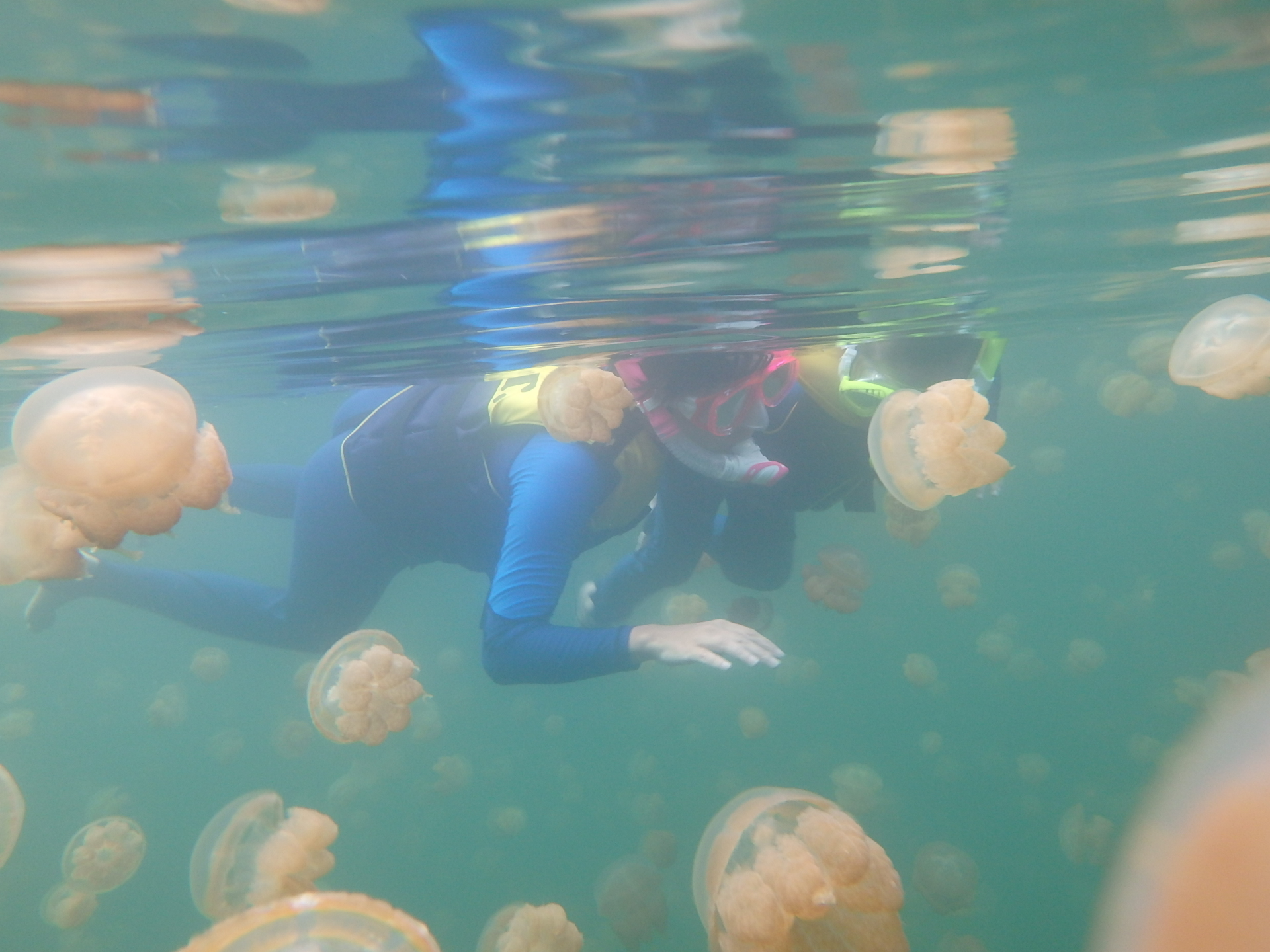 帕劳旅游十大攻略,帕劳上帝的水族箱