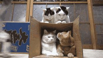 可爱小橘猫长大,小橘猫1个月很丑