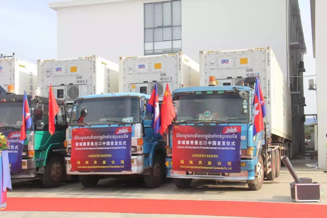 柬埔寨香蕉上海,中国进口柬埔寨香蕉吗