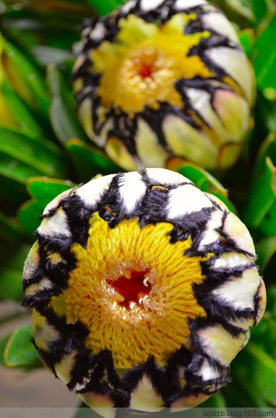 最好记的花名大全,很难得一见的花