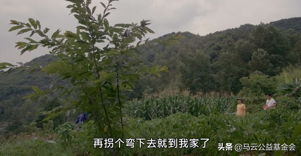 奇遇人生非洲大象,奇遇人生