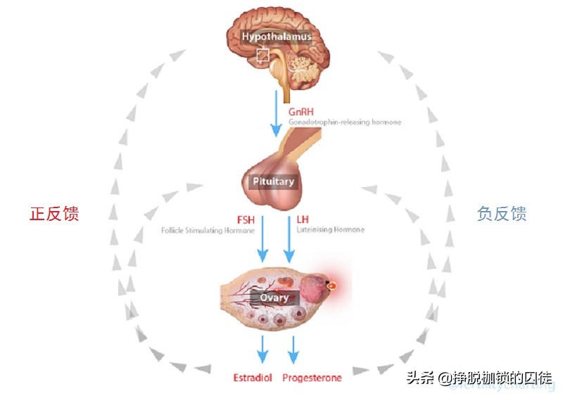 为什么女性更容易患甲状腺结节,女性甲状腺结节最怕吃什么食物