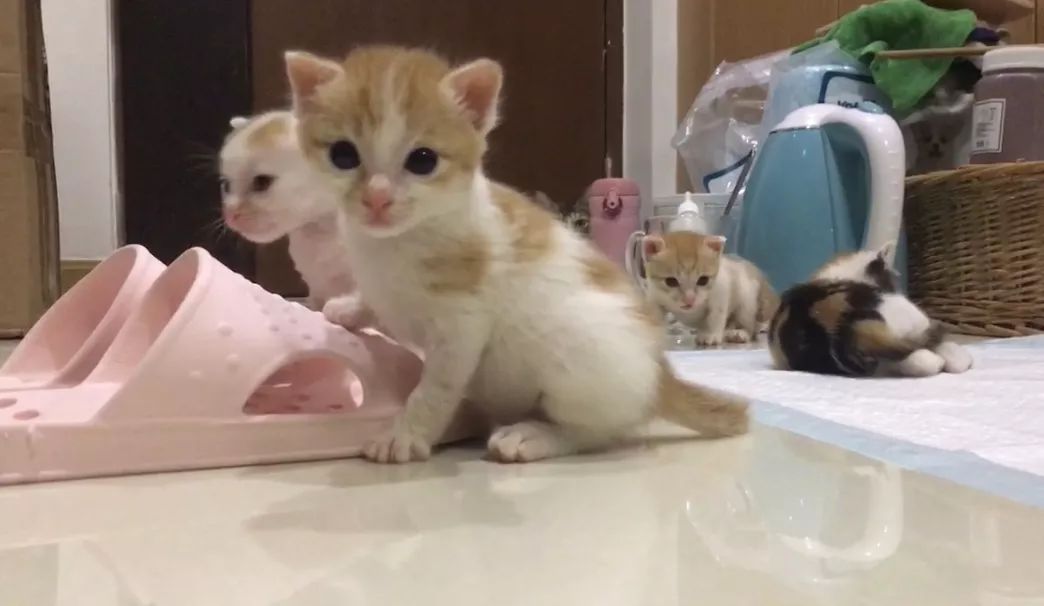 猫咪为什么拉肚子？找对原因就能轻松治愈