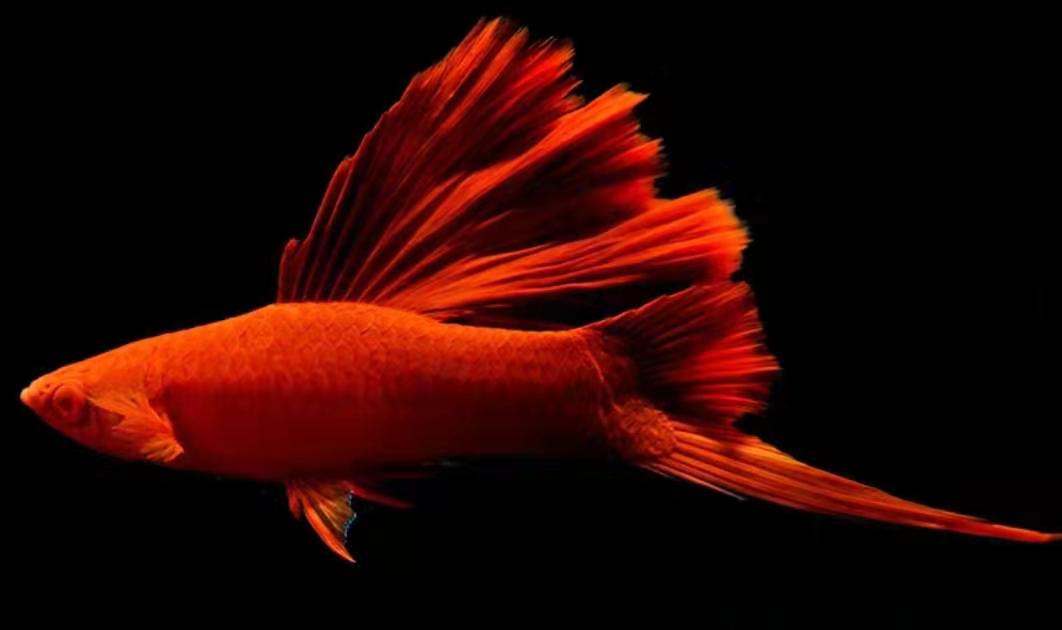 咋样养殖红箭鱼,好养的红箭鱼