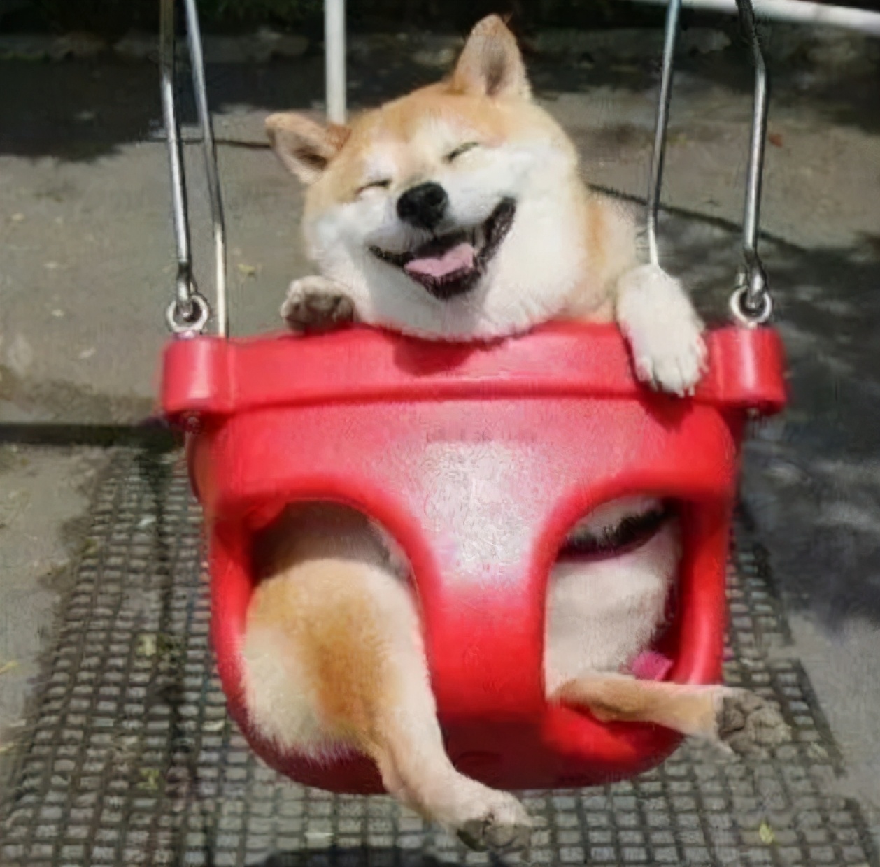 生活在宠物天堂的动物,在天堂的猫狗