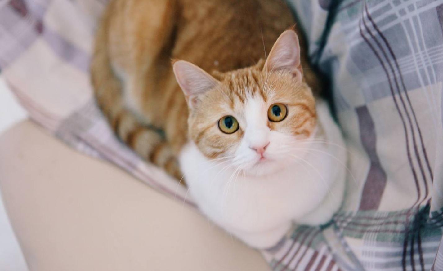 喵星人为什么爱趴在汪星人身上,喵星人偷偷睡觉