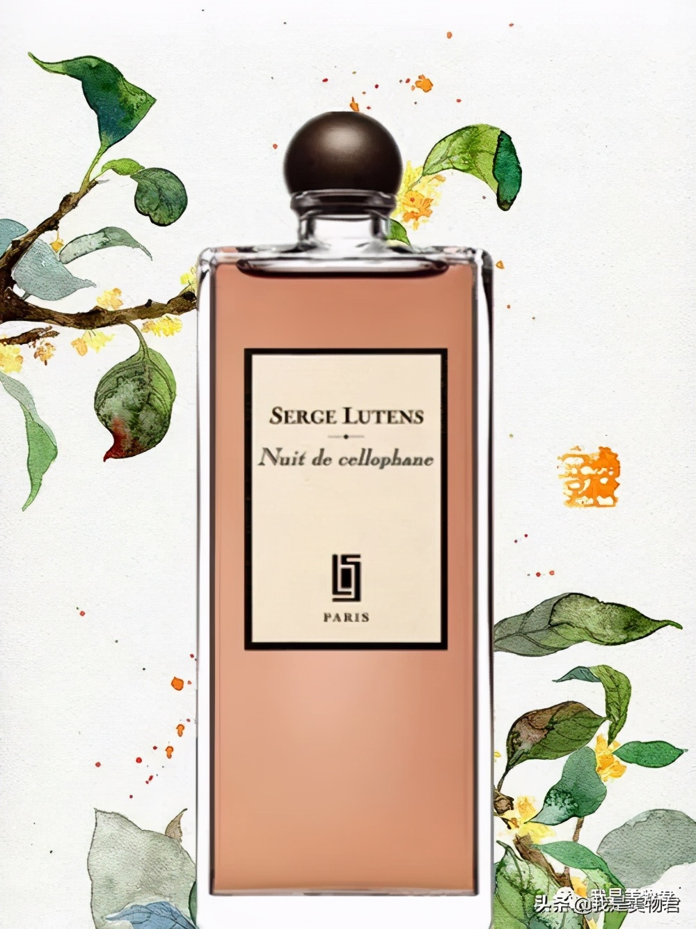 秋天香水橘香,秋季香水