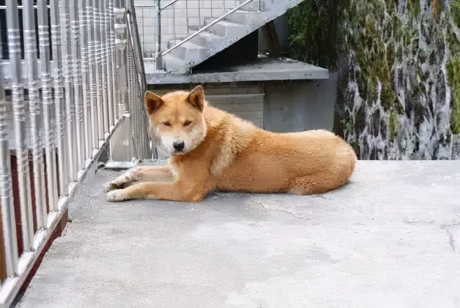 介休公厕事件,介休厕所