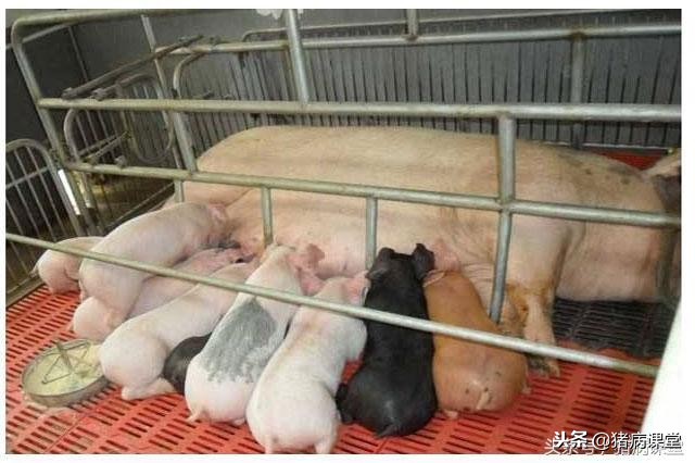 母猪各阶段的饲料选择与控制措施,母猪产前产后管理方法怎么管理