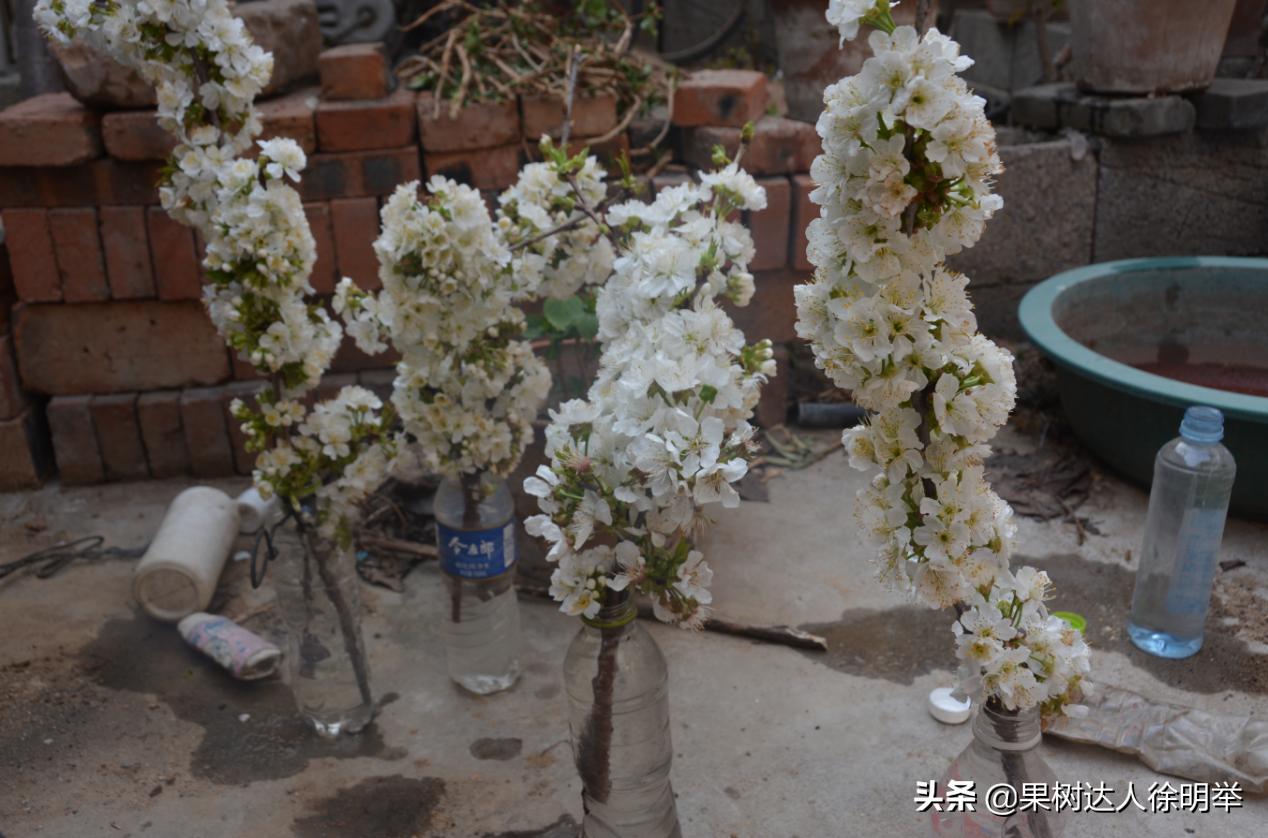 樱桃坐果用氯吡脲好还是赤霉酸好,大樱桃坐果率低的原因及解决对策