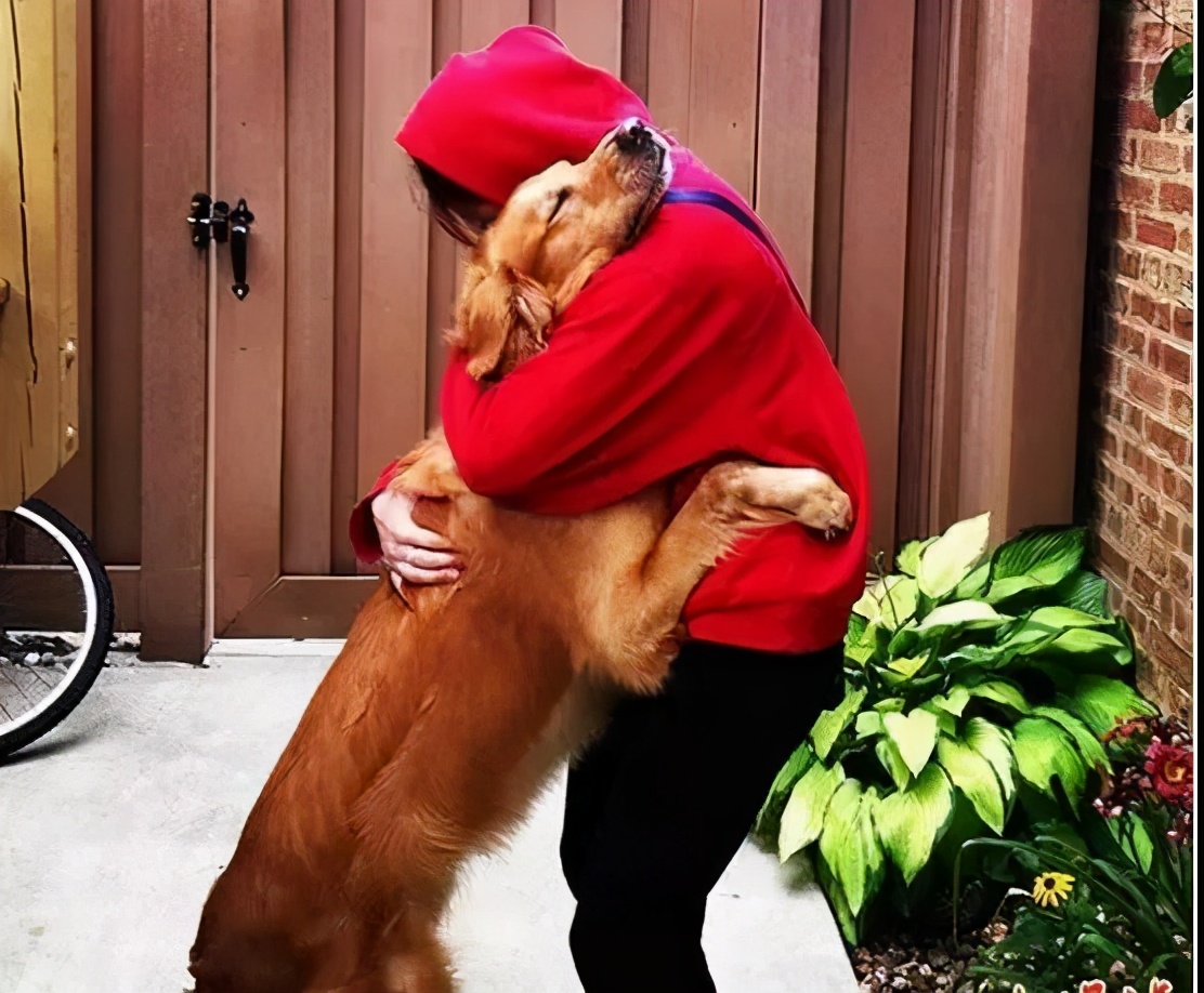 狗狗太粘人怎么办一直叫,狗狗太粘人了怎么办