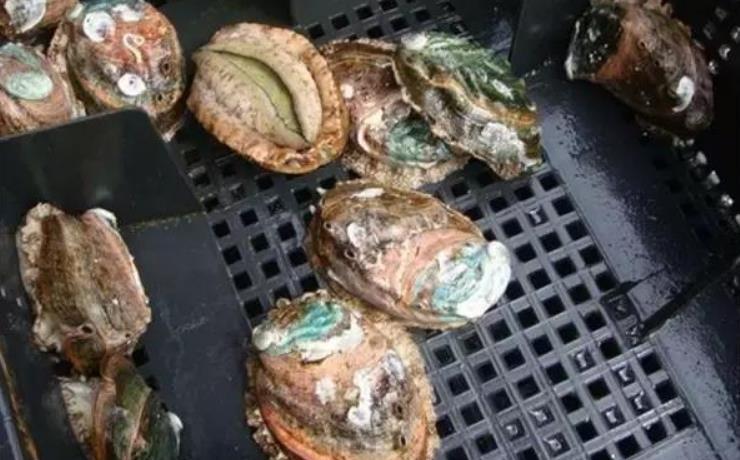 世界鲍鱼品种大全，你若知道其中5种，我叫你三声大哥