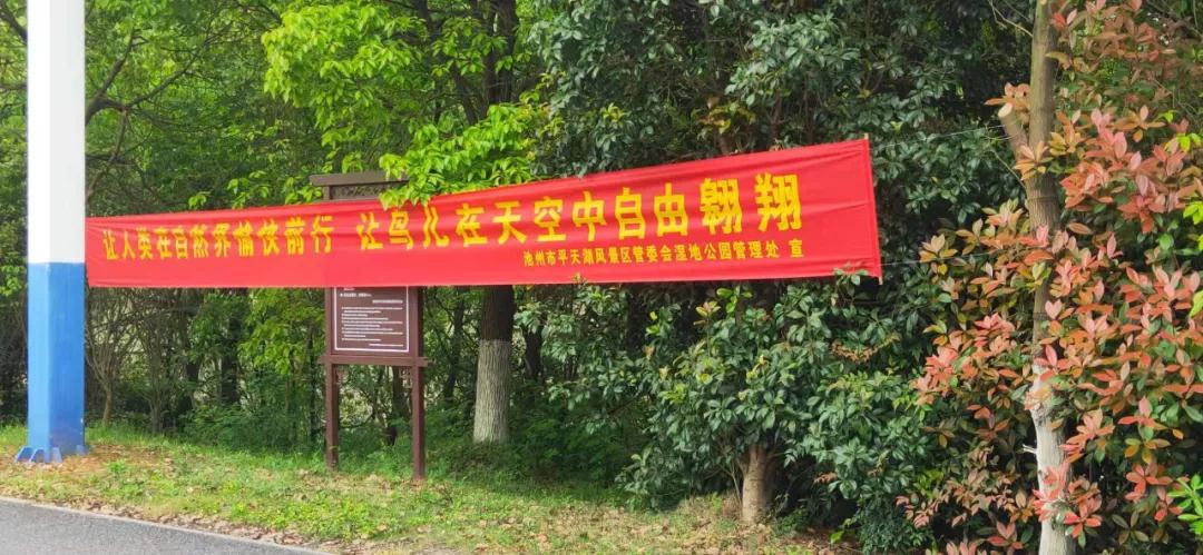 爱鸟保护野生动物,安徽平天湖国家湿地公园