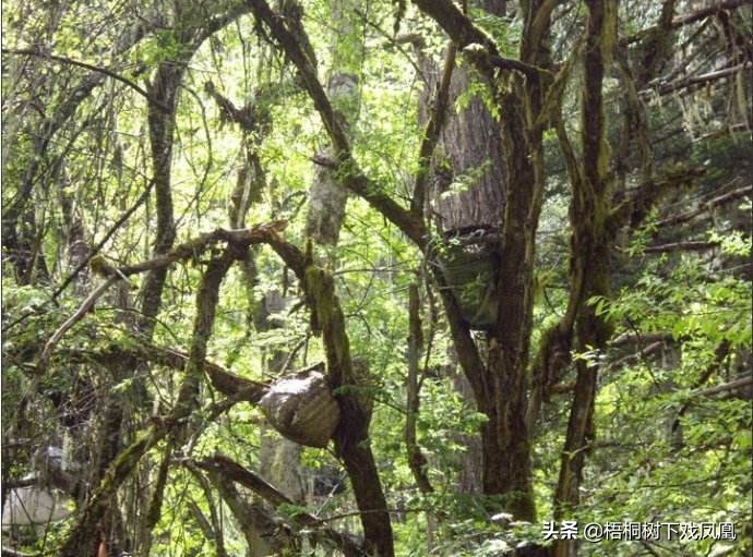 排棺葬的最佳方法,悬棺葬的详细流程