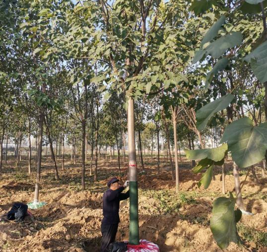 农村小伙想挣10万月薪误入传销组织，开窍后回村种楸树，活成啥样