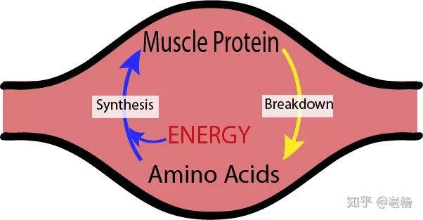 普通健身者吃什么蛋白粉,健身吃煮蛋还是蛋白粉