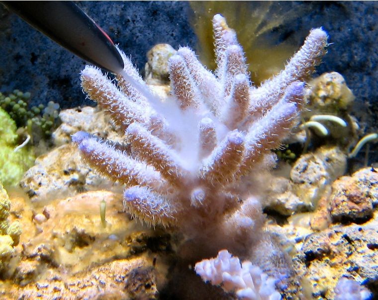 珊瑚出现应激,珊瑚莫名状态不好