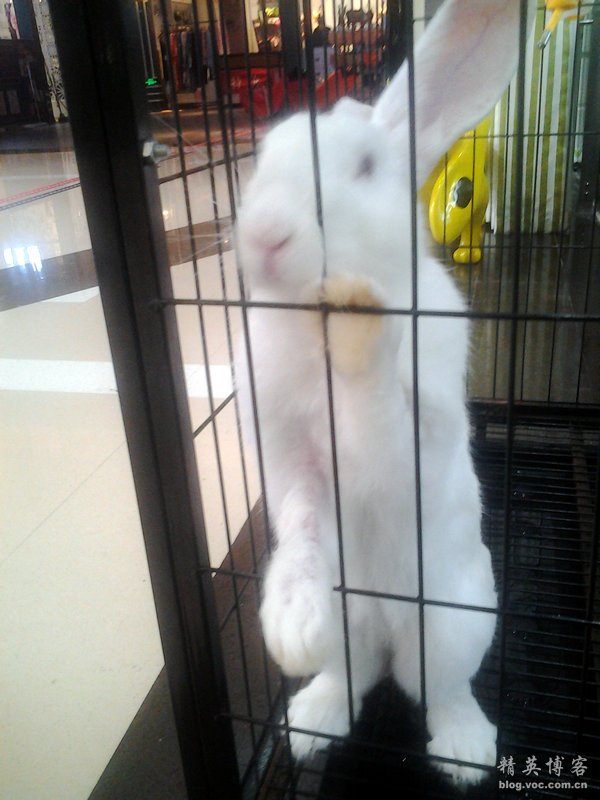 鏍床缇庣殑鏃朵唬骞垮満,鏍床缇庣殑鏃朵唬骞垮満鍋滆溅鏀惰垂