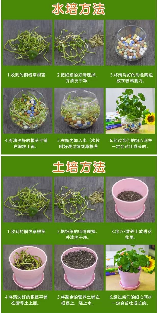 卧室可以养这五种盆栽,大盆栽植物室内旺宅