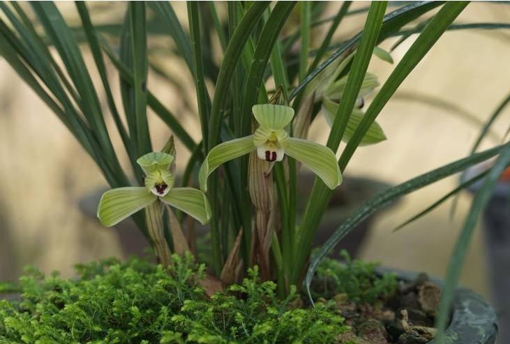 给我们科普一下兰花怎么养,200种兰花家庭莳养方法