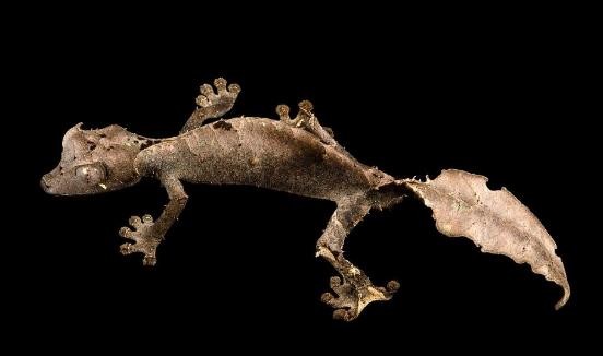 龟类的进化过程图片,龟鳖目动物外形特征